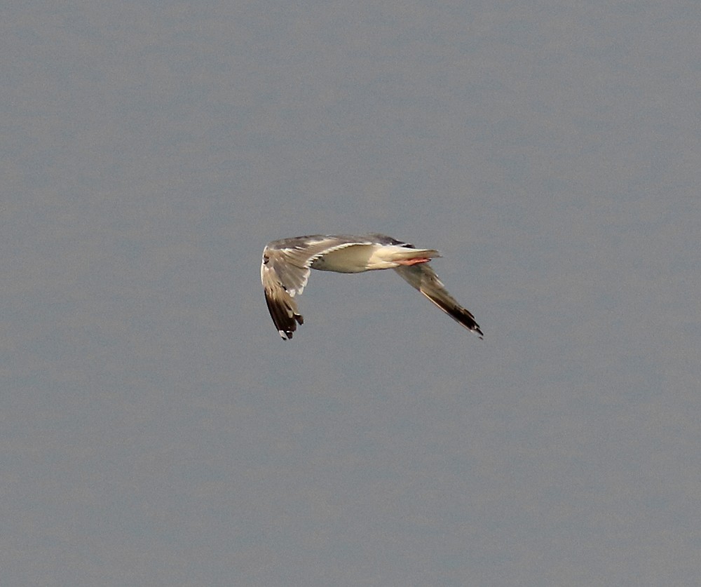 Herring Gull - Ed Thomas