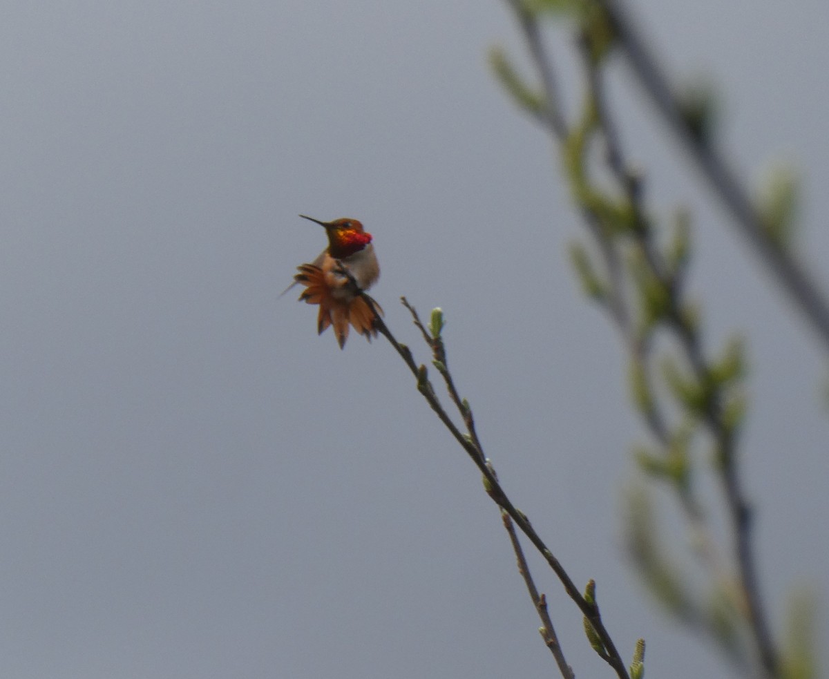 Rufous Hummingbird - ML557635101