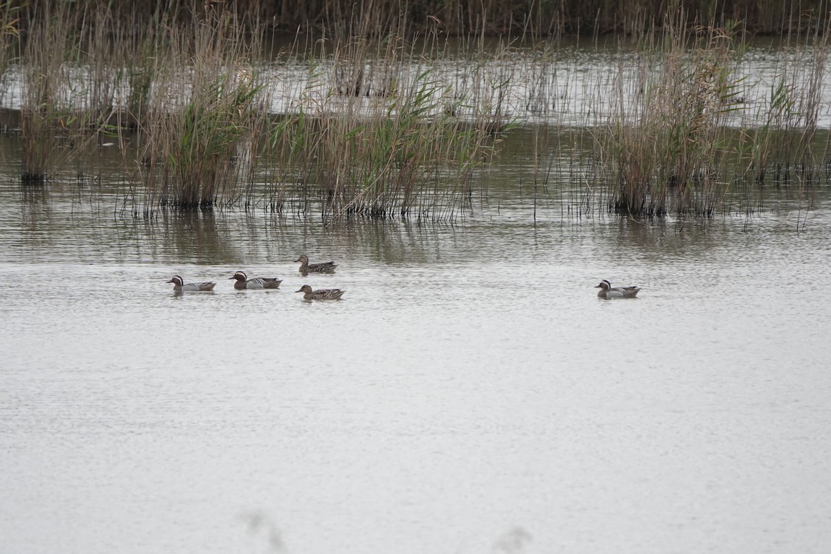 Garganey - Chen Yinghsou