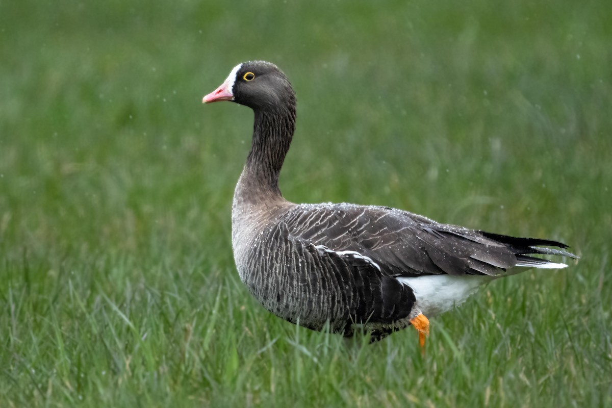 Lesser White-fronted Goose - ML557635501