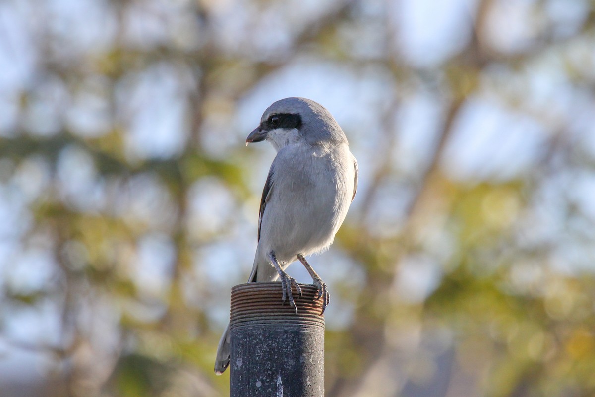 Great Gray Shrike (Arabian) - Tommy Pedersen