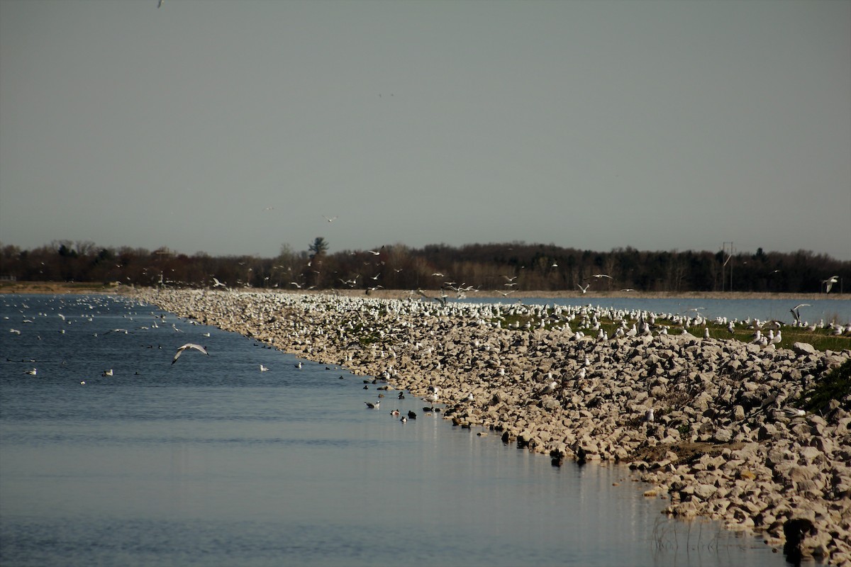 Ring-billed Gull - Amy Lyyski