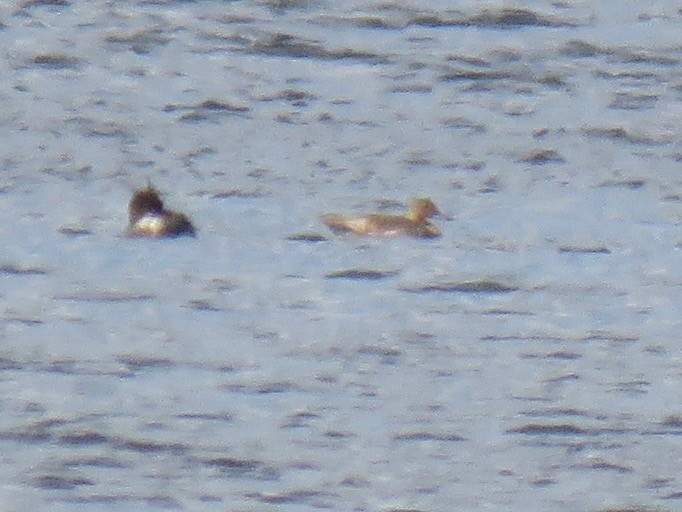 Northern Pintail - ML557638321