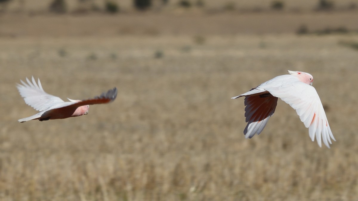 Pink Cockatoo - ML557638781