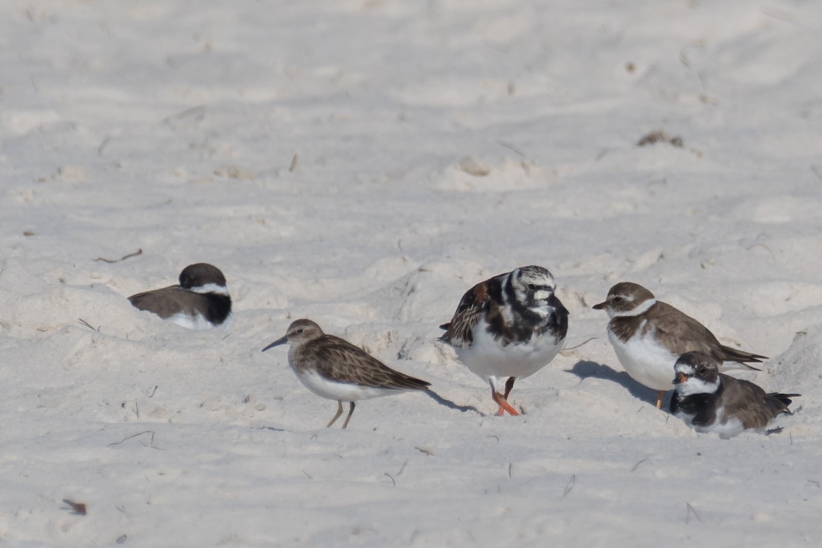 Least Sandpiper - Gabrielle Harrison