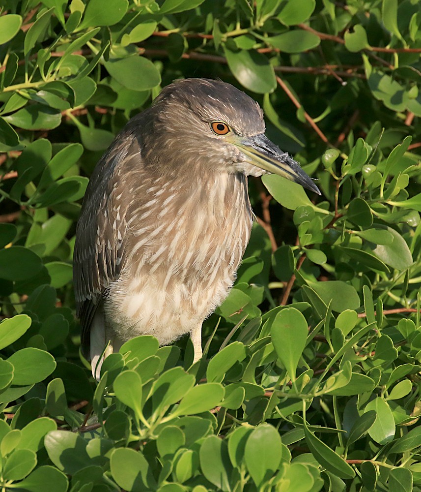 Black-crowned Night Heron - ML55763931