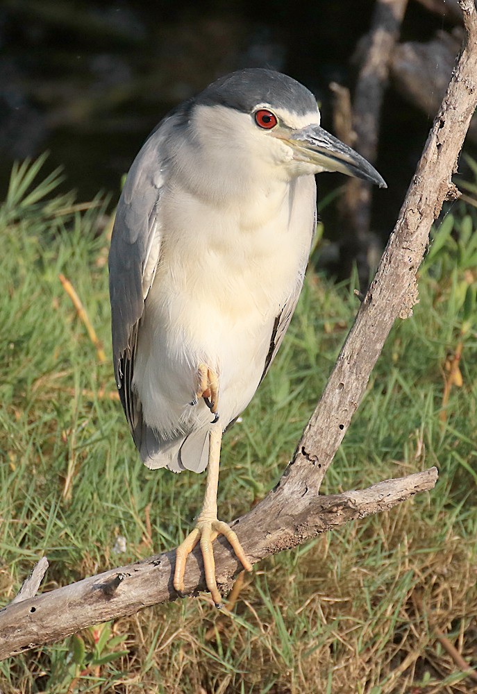 Black-crowned Night Heron - ML55763941