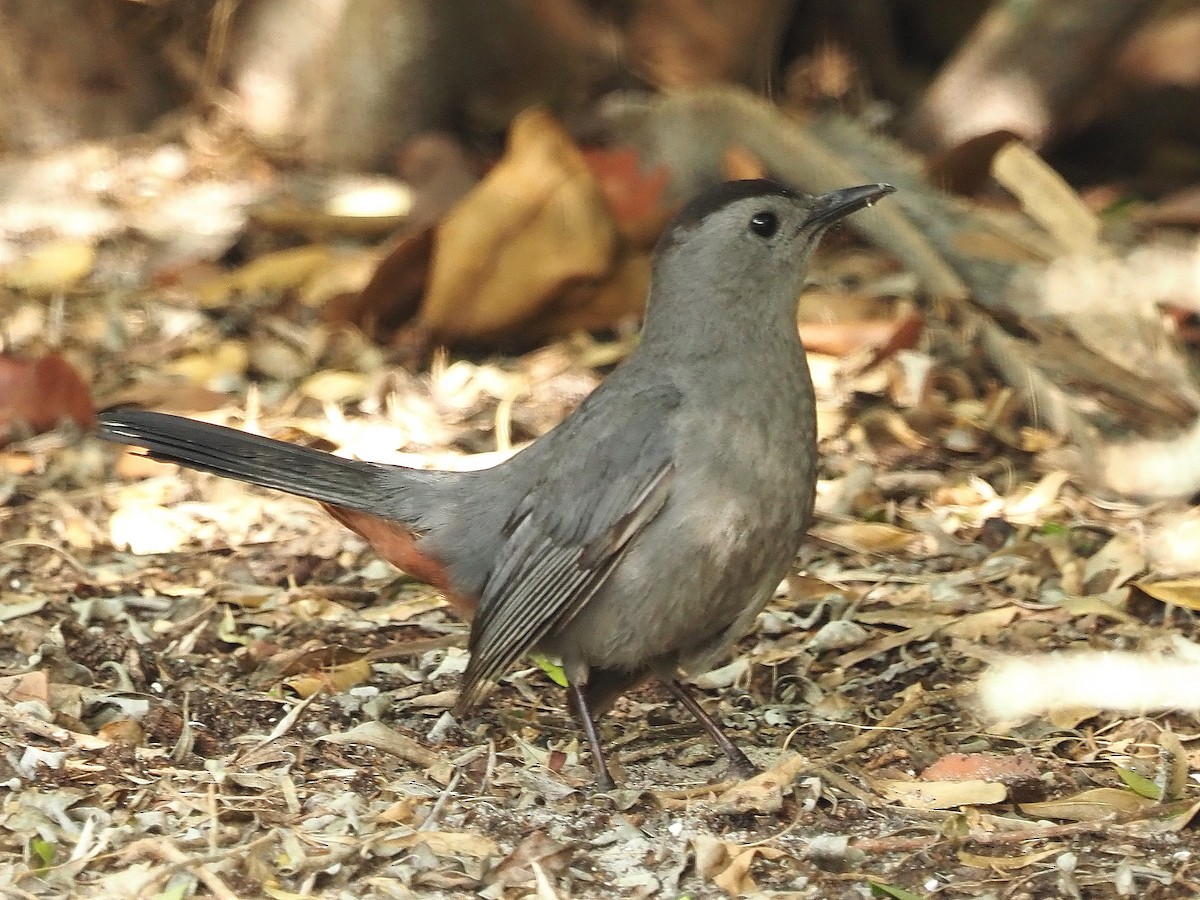 Gray Catbird - ML557640631