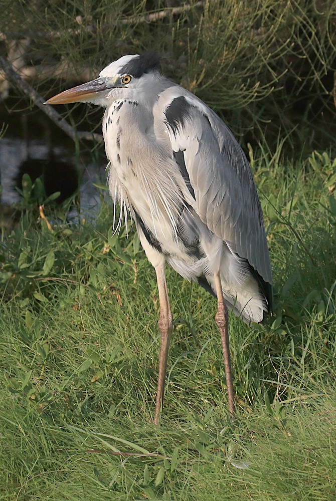 Gray Heron - ML55764121