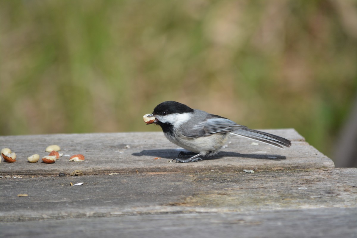 Black-capped Chickadee - Annick Béland