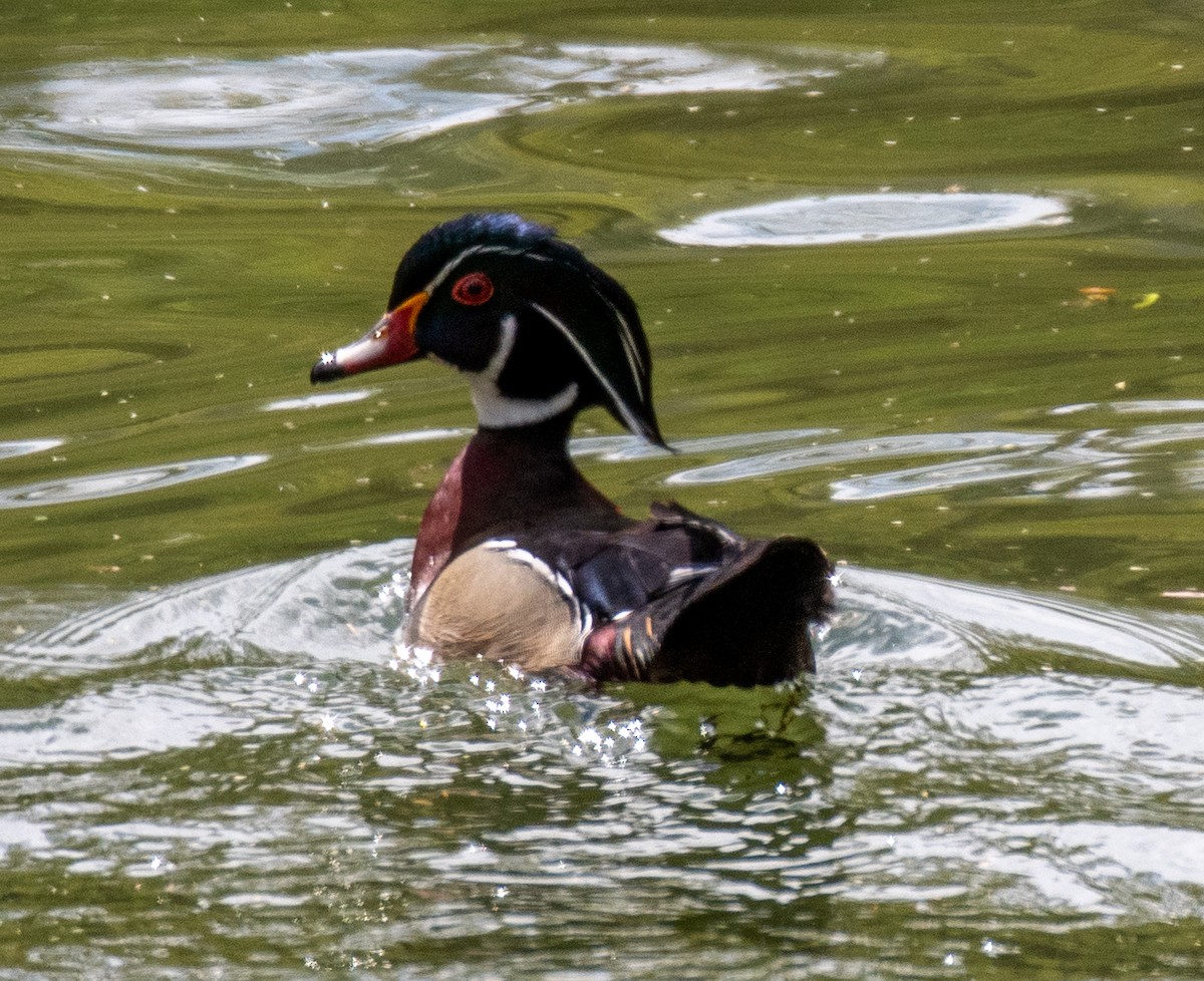 Wood Duck - ML557644131