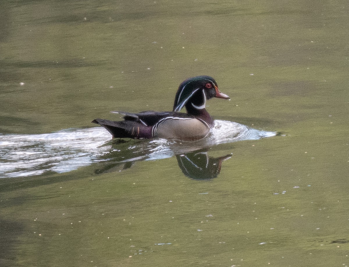 Wood Duck - ML557644141