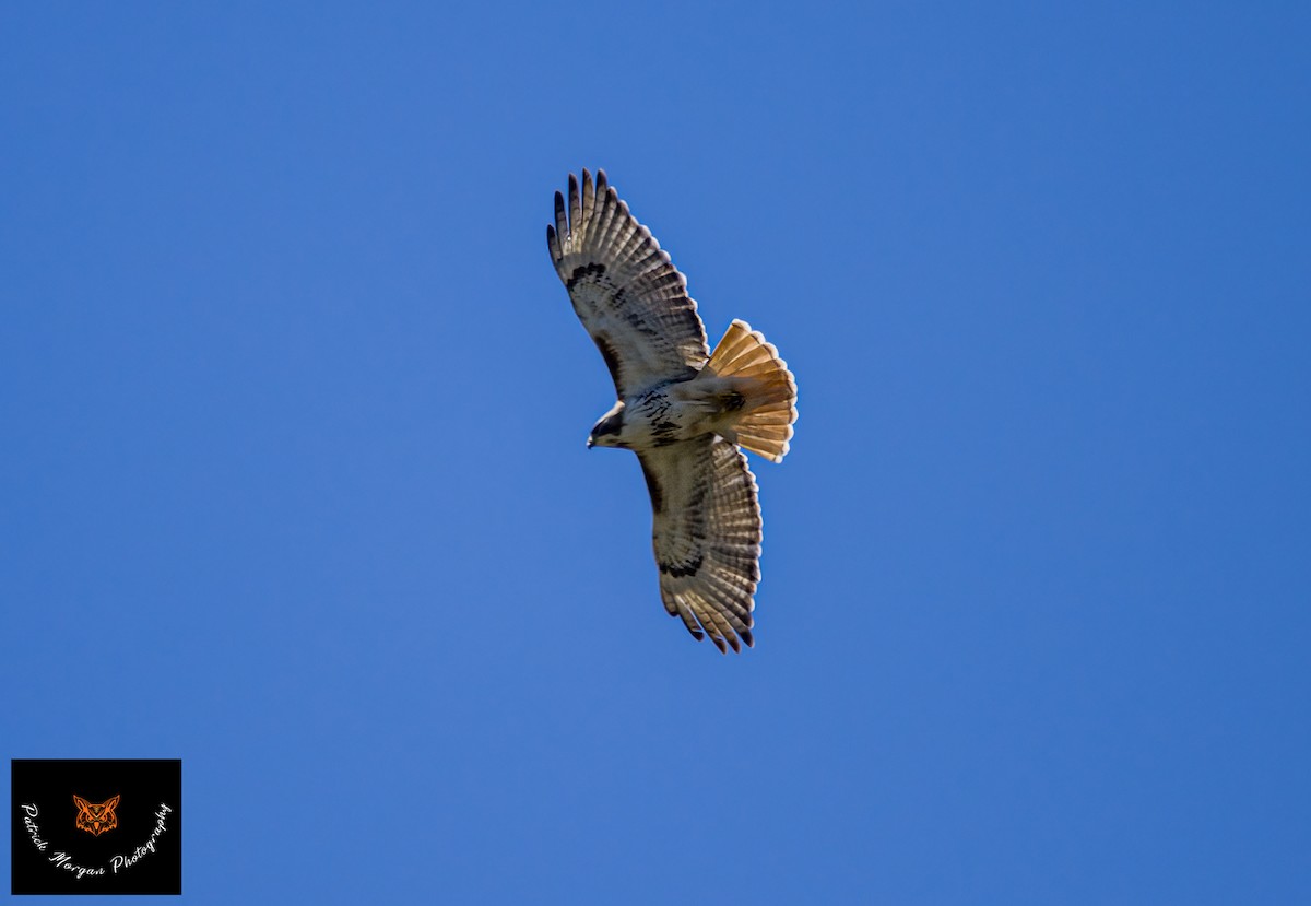 Red-tailed Hawk - ML557644201