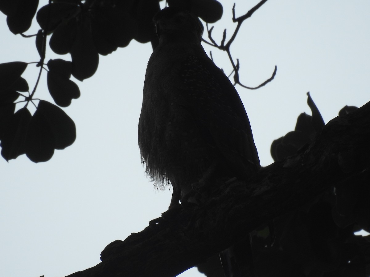 Crested Serpent-Eagle - ML557645391