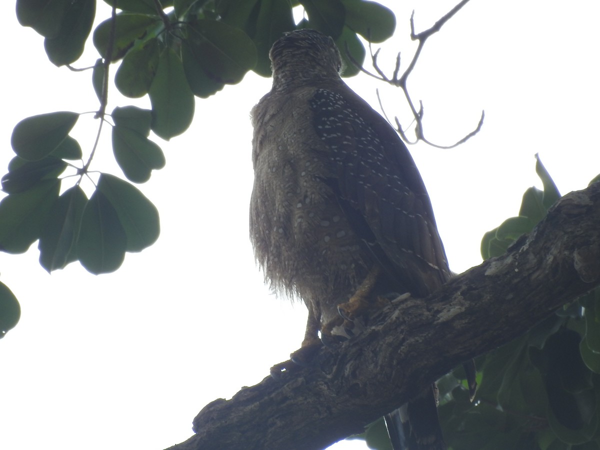 Crested Serpent-Eagle - ML557645401