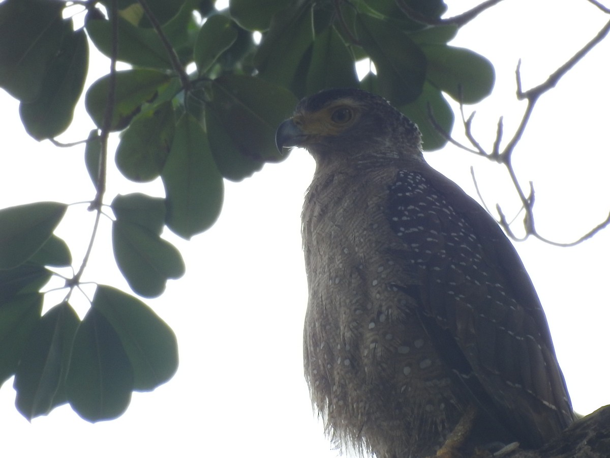 Crested Serpent-Eagle - ML557645411