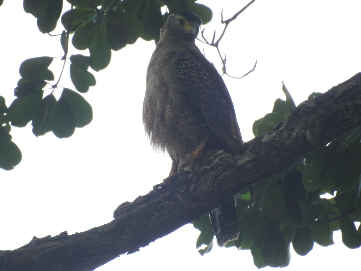 Crested Serpent-Eagle - ML557645421