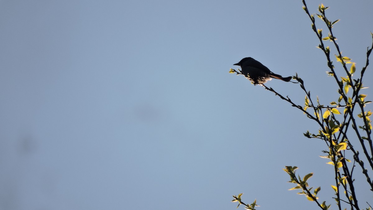 Mountain Bulbul - Nivedita Karmakar