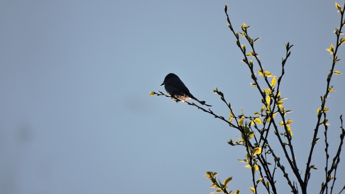 Mountain Bulbul - Nivedita Karmakar