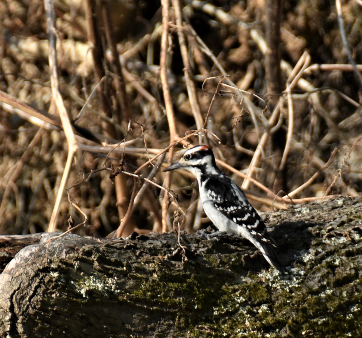 Hairy Woodpecker - C K