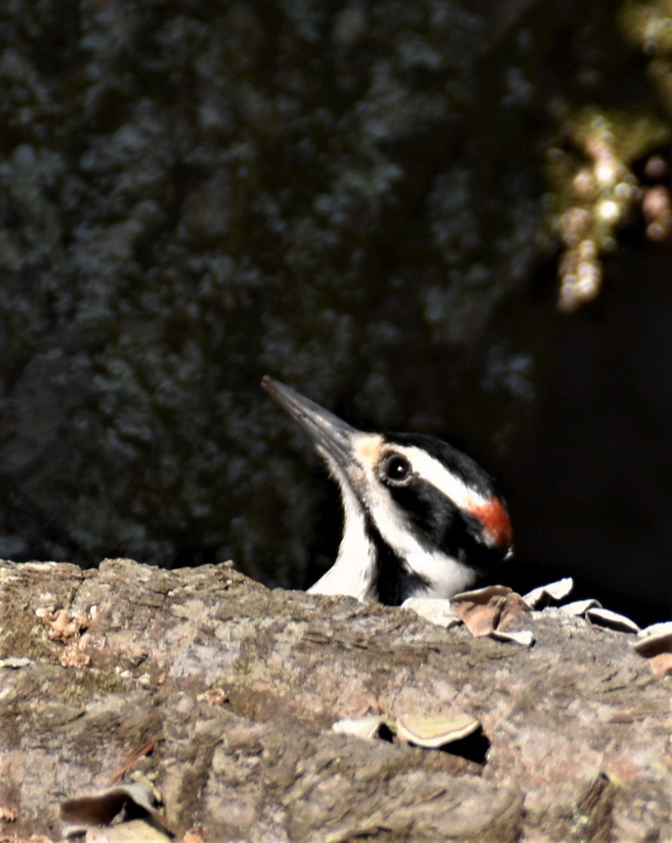 Hairy Woodpecker - ML557647251