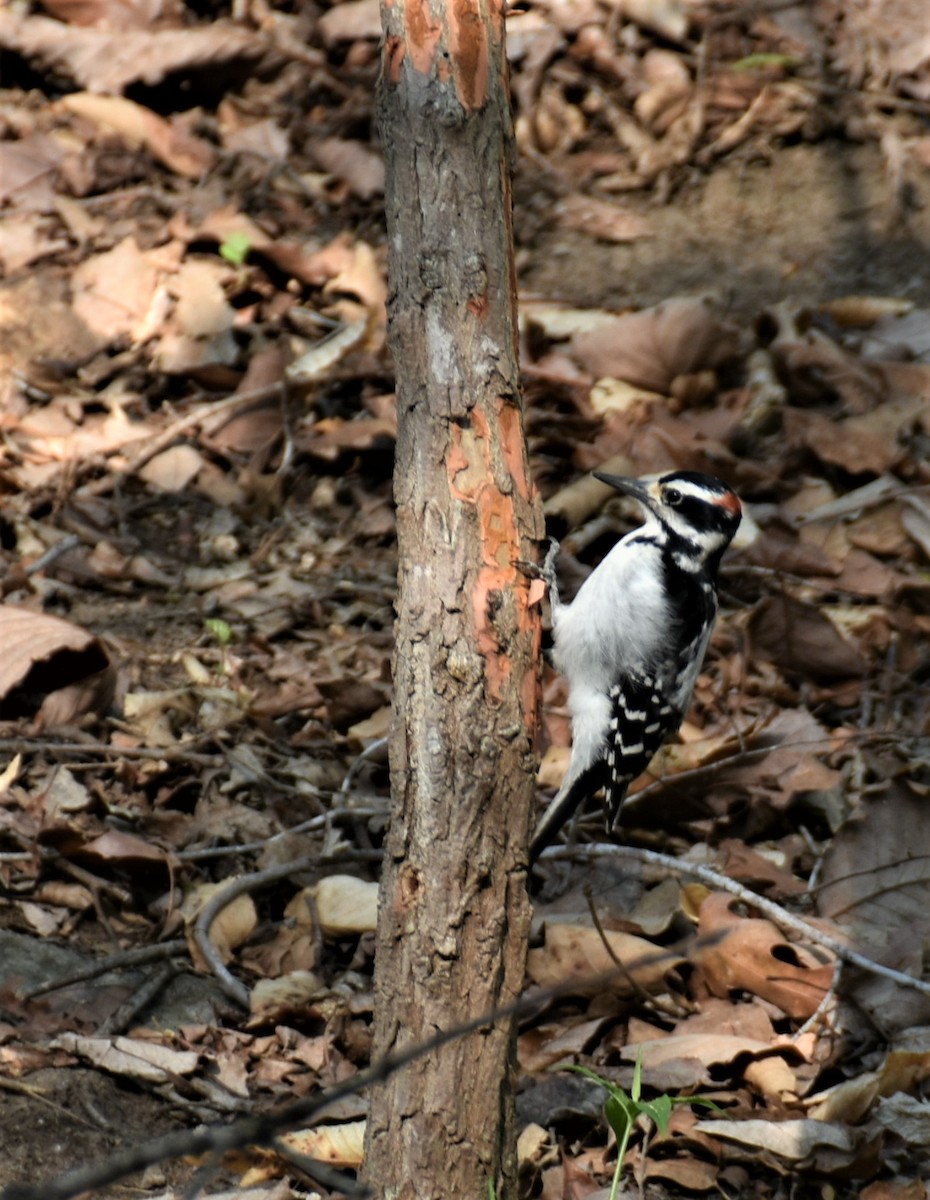 Hairy Woodpecker - ML557647261