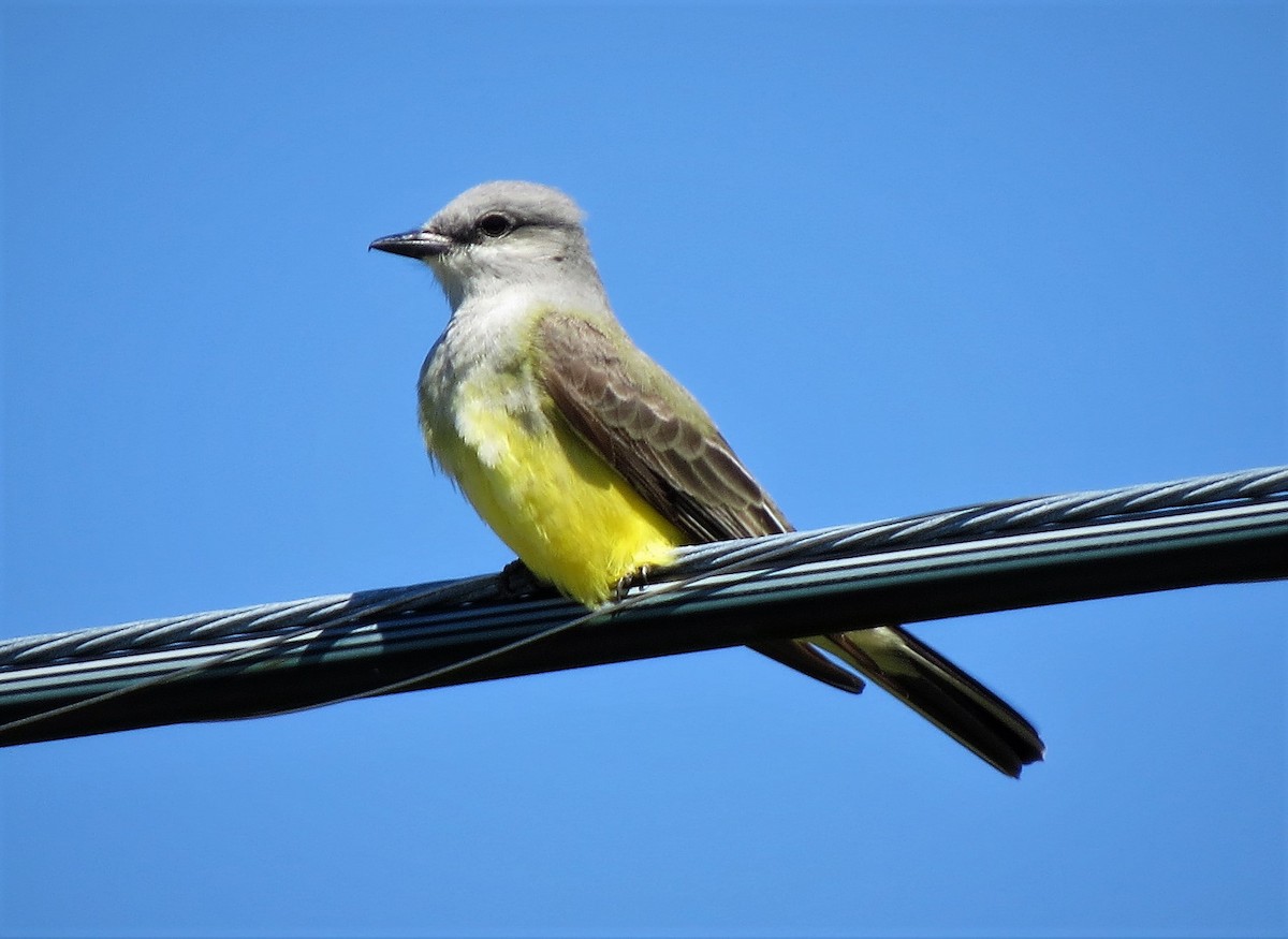 Western Kingbird - Brian Johnston