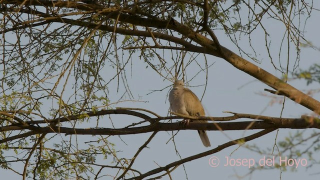 African Collared-Dove - ML557648081