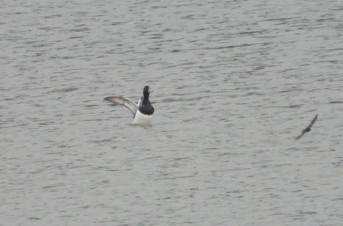 Greater Scaup - ML557648481