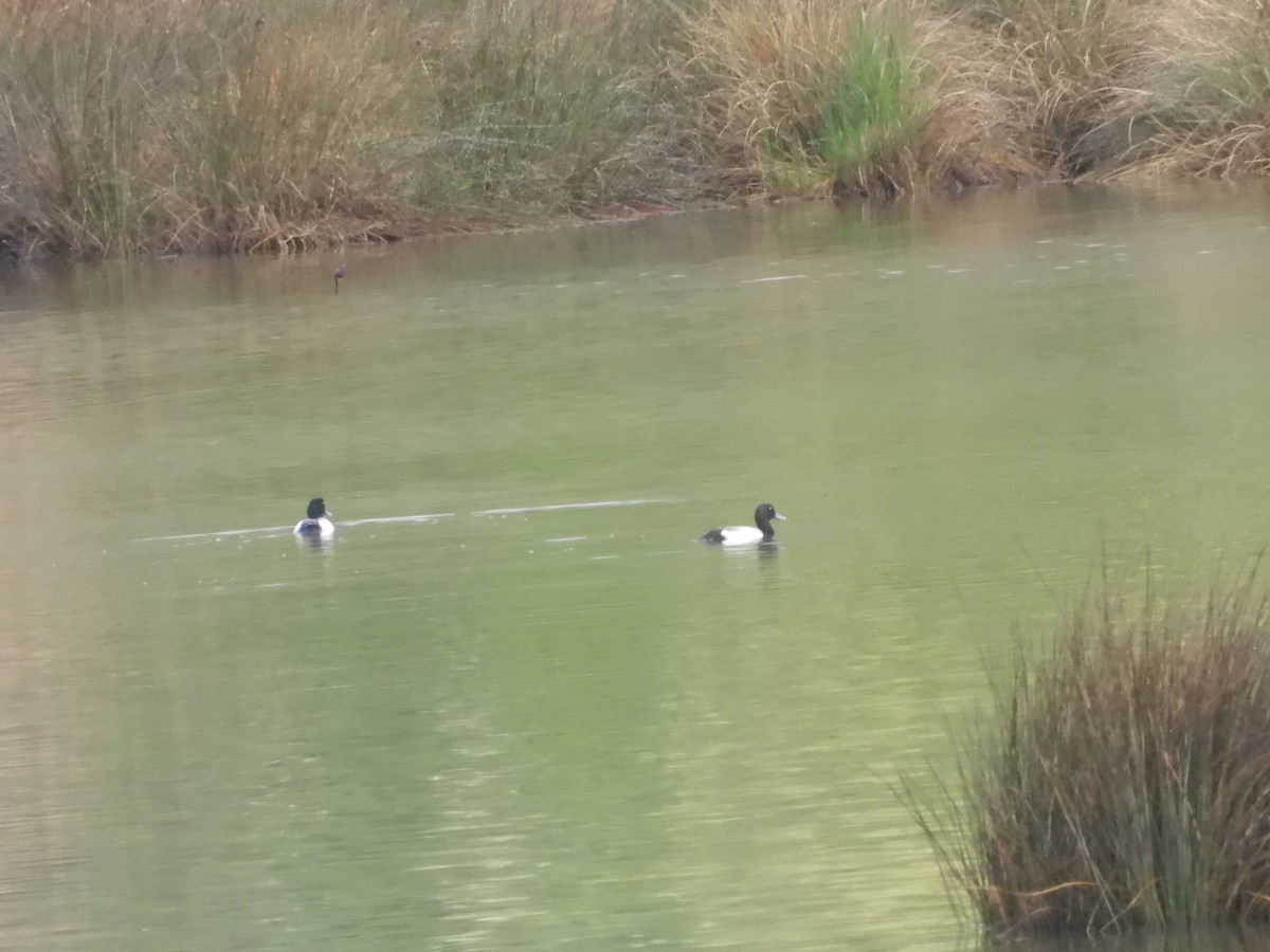 Greater Scaup - ML557648491