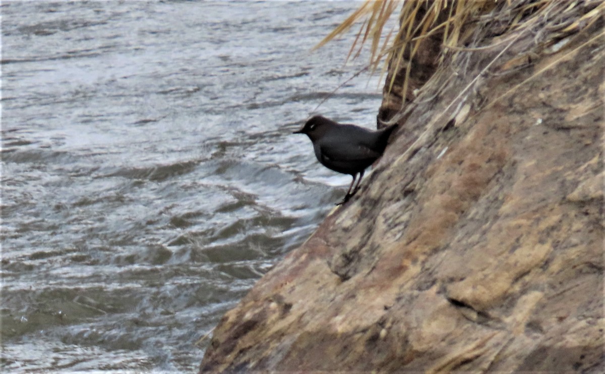 American Dipper - ML557648501