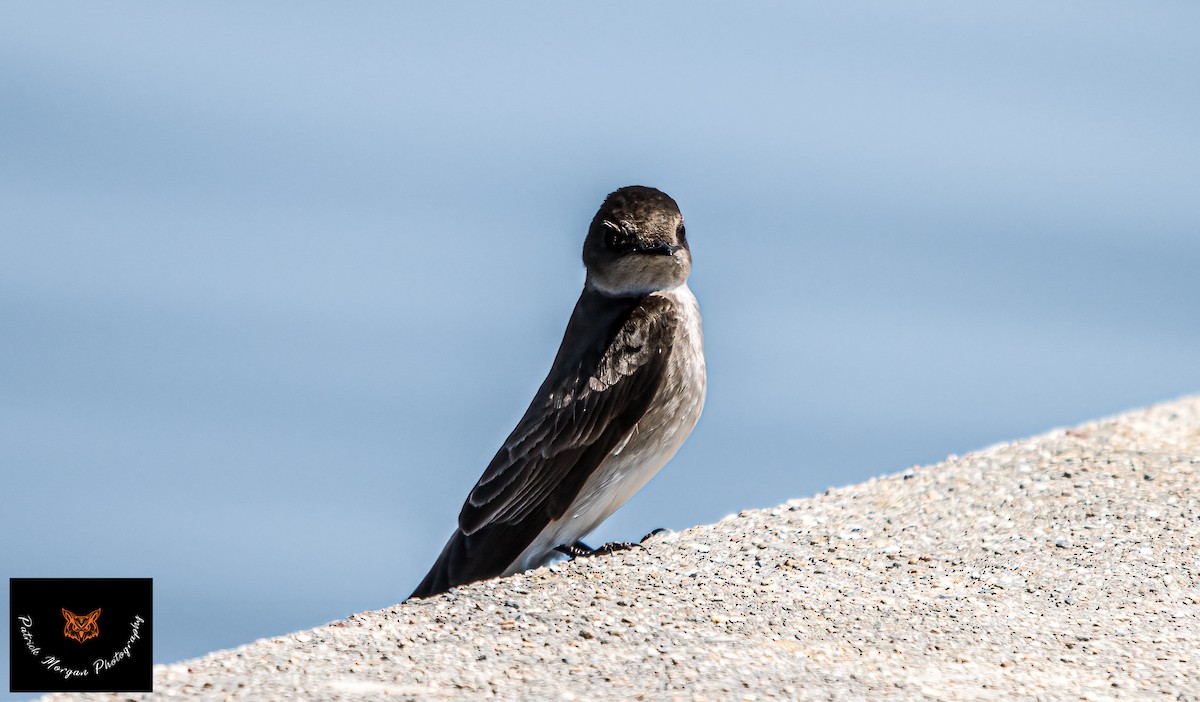 Northern Rough-winged Swallow - Patrick Morgan