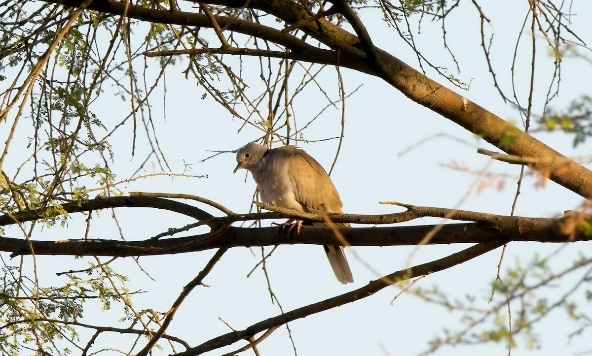 African Collared-Dove - ML557649121