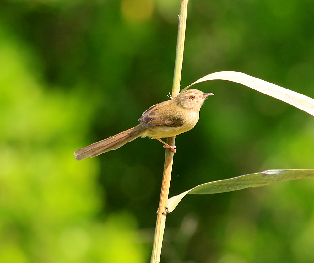 Plain Prinia - Ed Thomas