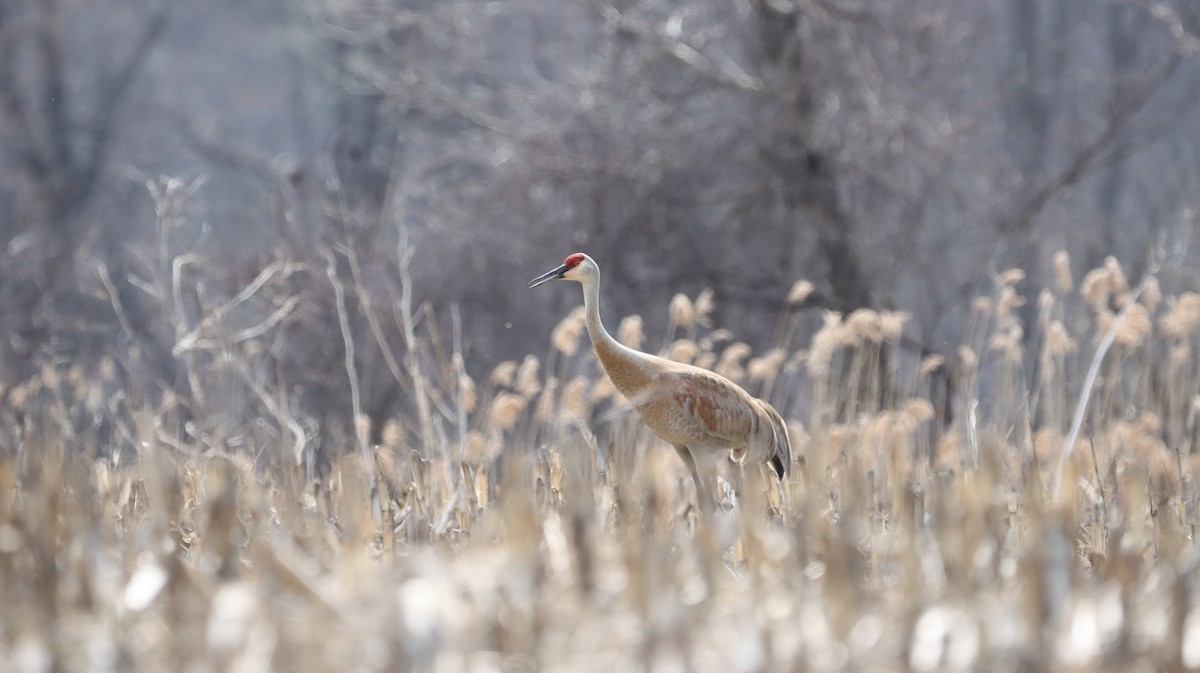 Sandhill Crane - ML557649341