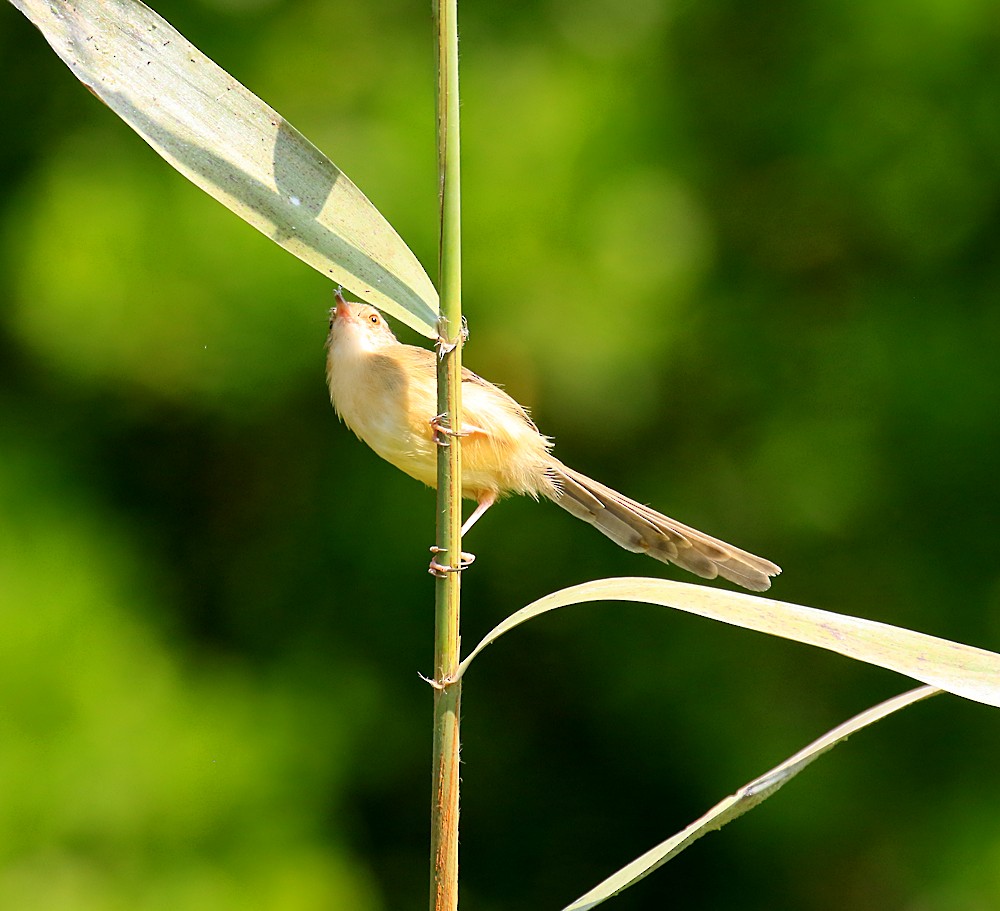 Plain Prinia - ML55764941