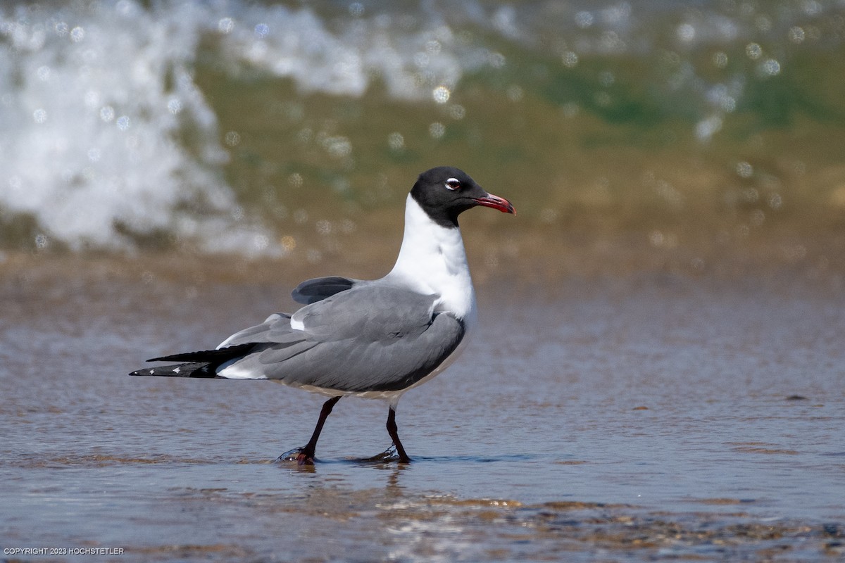 Laughing Gull - ML557651231