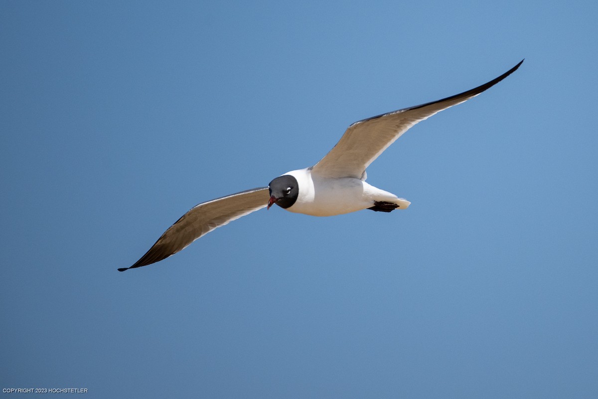 Laughing Gull - ML557651251