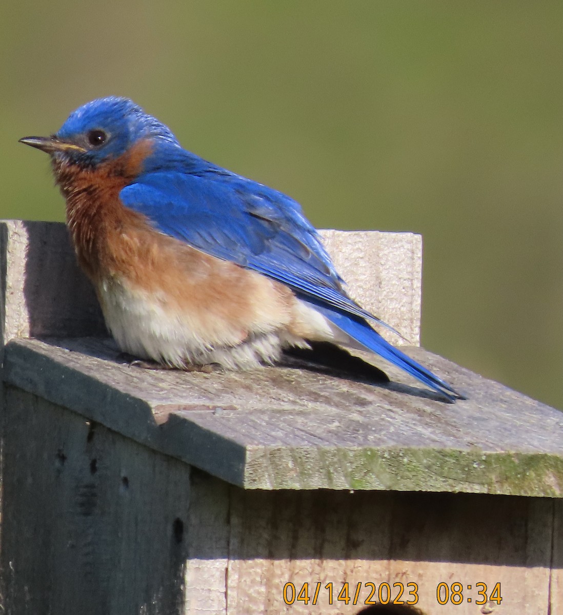 Eastern Bluebird - ML557651441