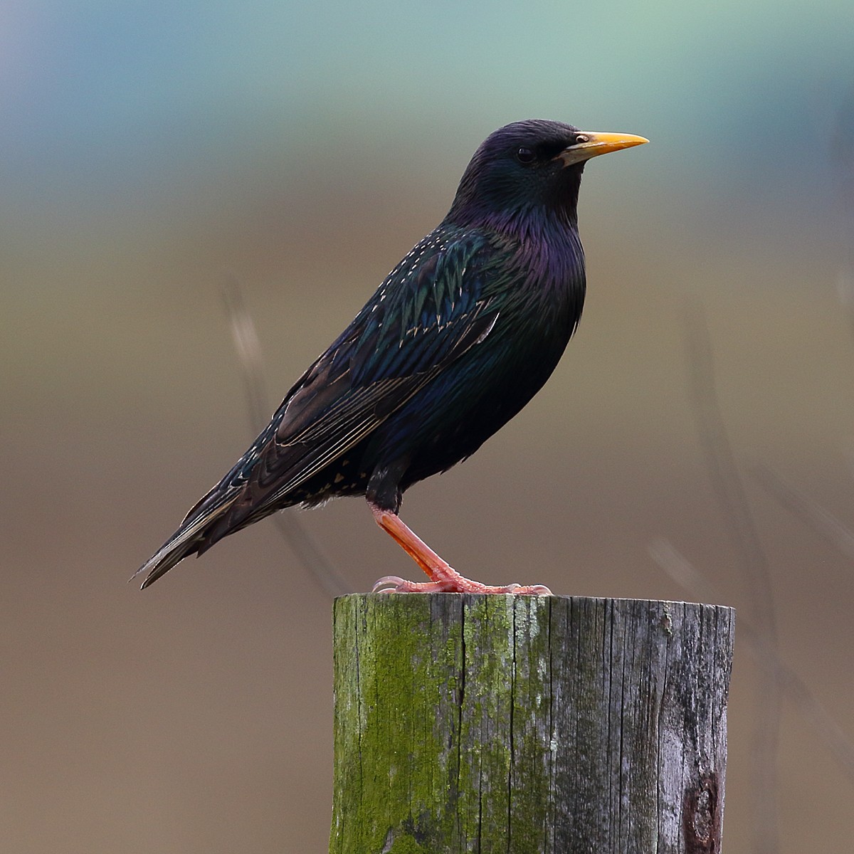 European Starling - Dan Vickers