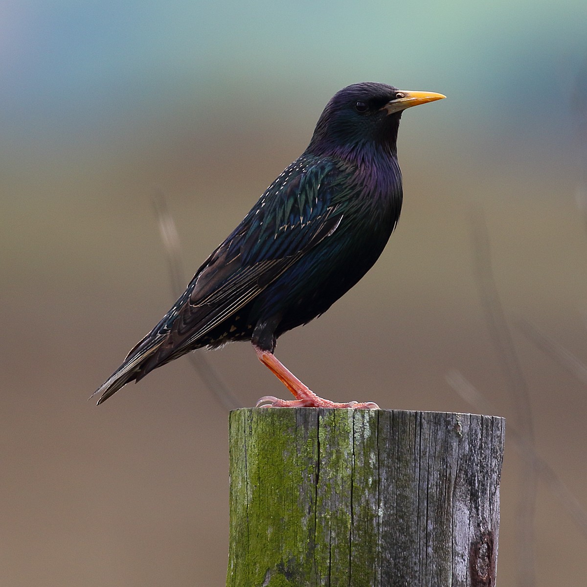 European Starling - Dan Vickers