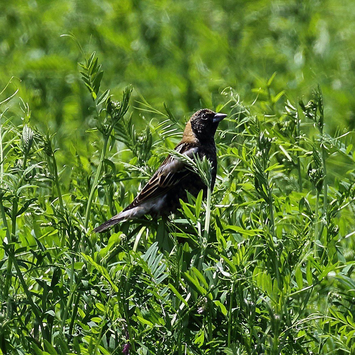 bobolink americký - ML55765191