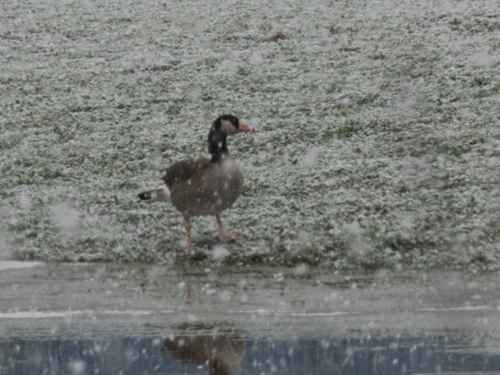 Graylag x Canada Goose (hybrid) - ML557652301