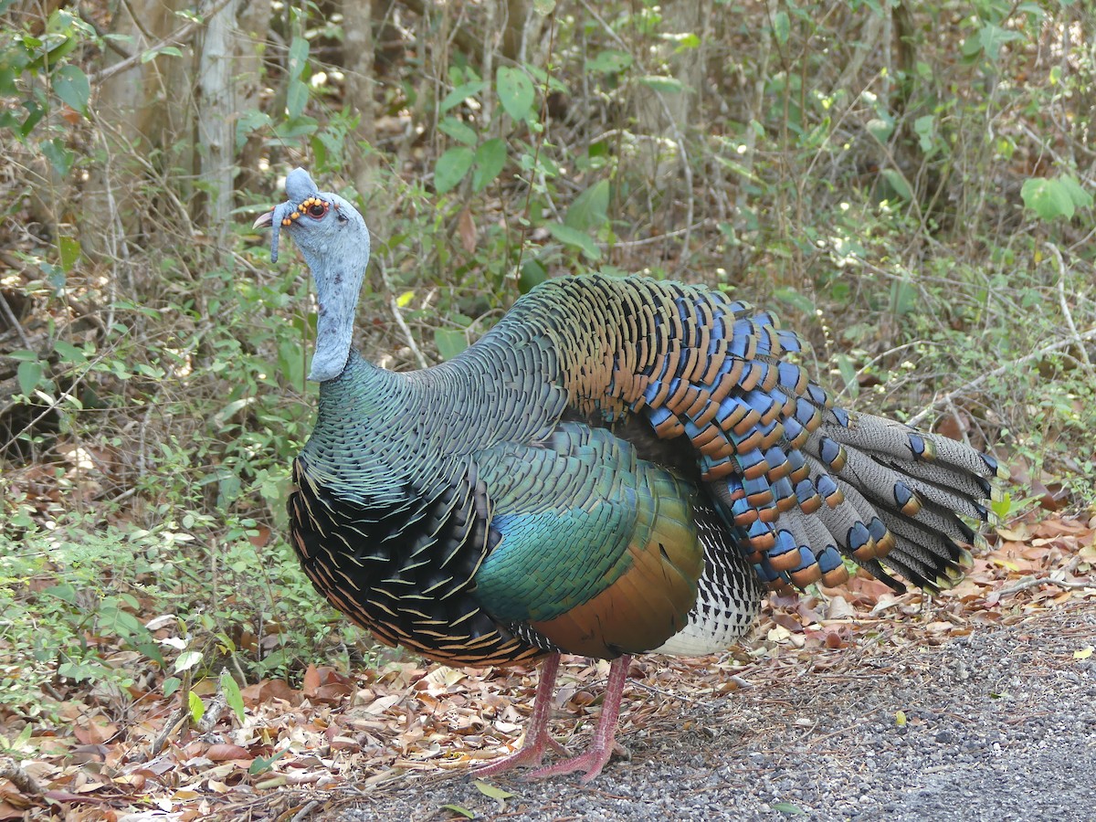 Ocellated Turkey - Simon  Allen