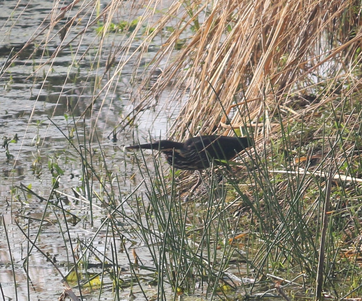 Black Bittern - Anonymous