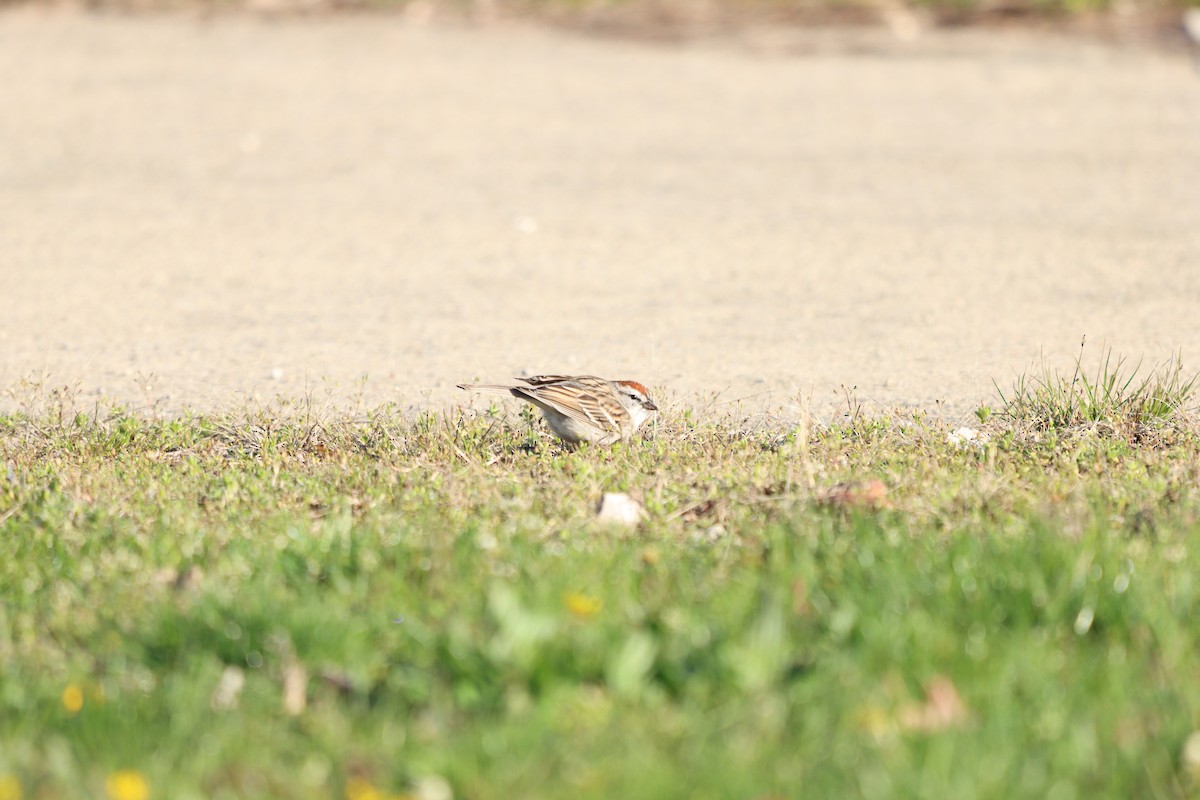 Chipping Sparrow - ML557653291