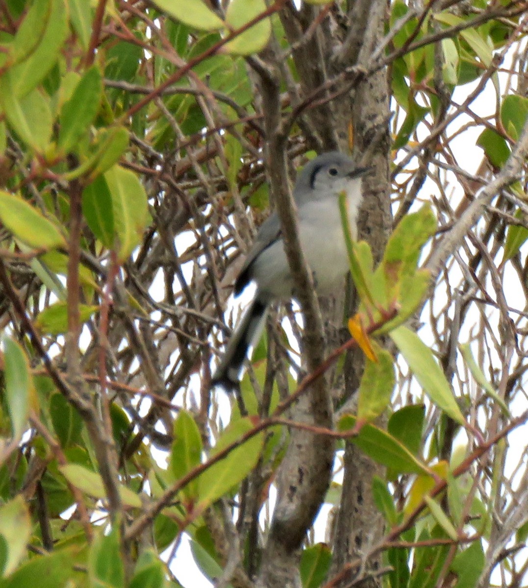 Cuban Gnatcatcher - ML55765341