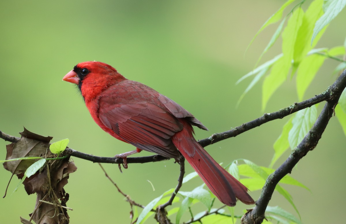 Cardinal rouge - ML557654841