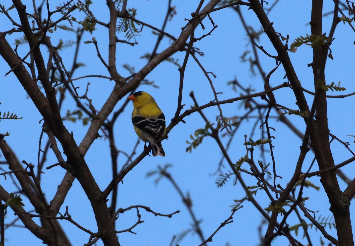 Chardonneret jaune - ML557654911