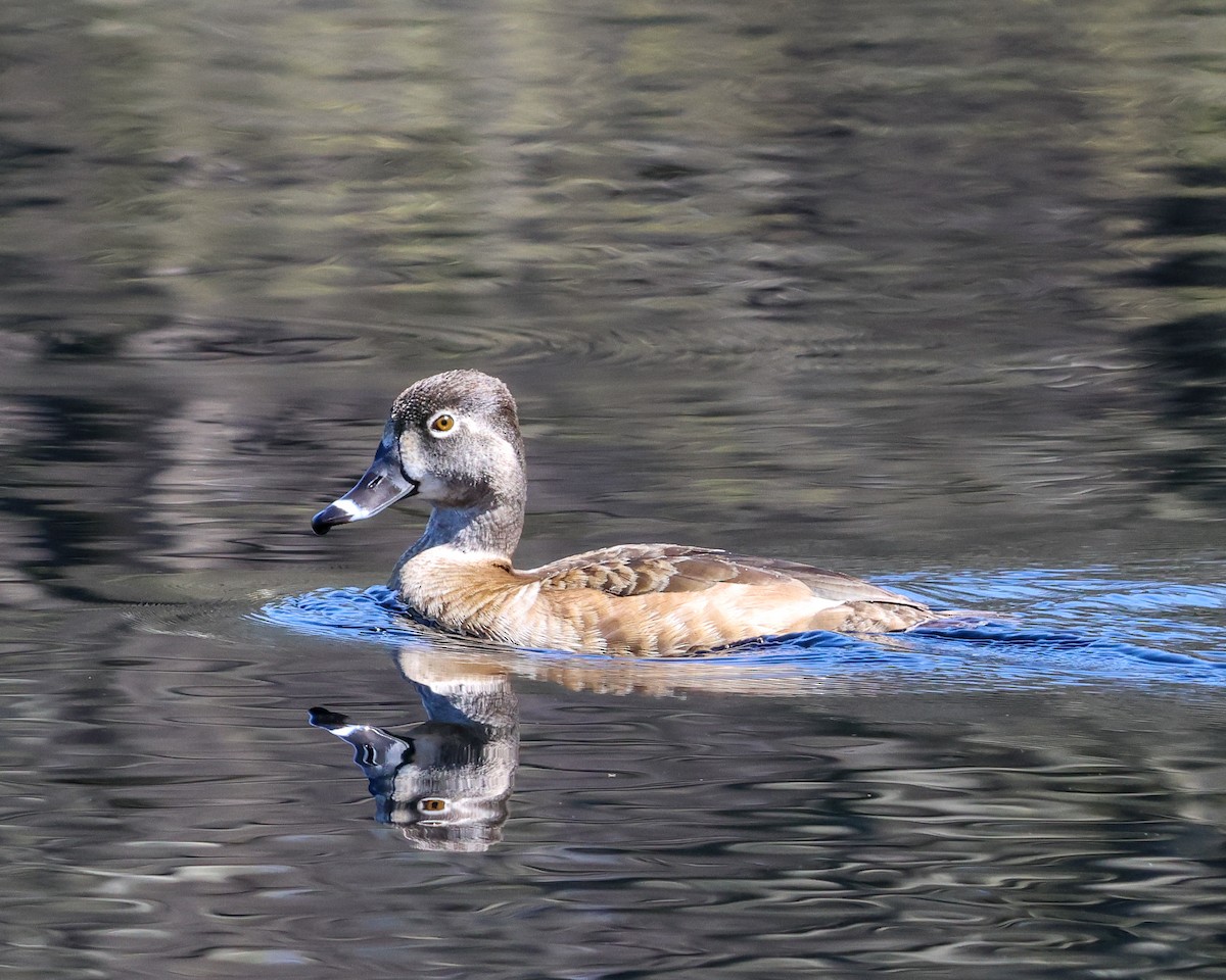 Ring-necked Duck - ML557655311